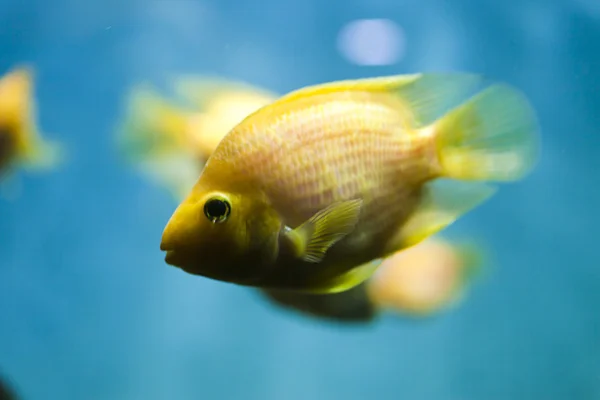 Fishes in an aquarium — Stock Photo, Image
