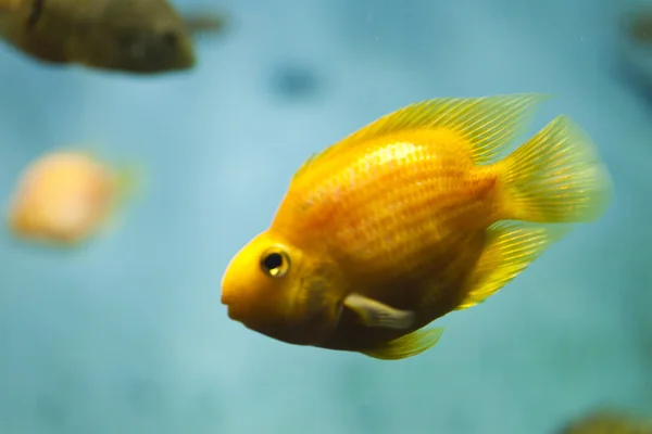 Fishes in an aquarium — Stock Photo, Image