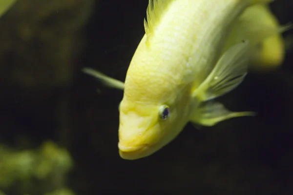 Poissons dans un aquarium — Photo