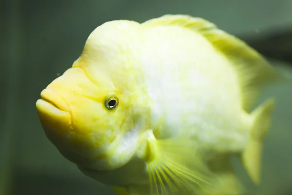 水族館の魚は — ストック写真