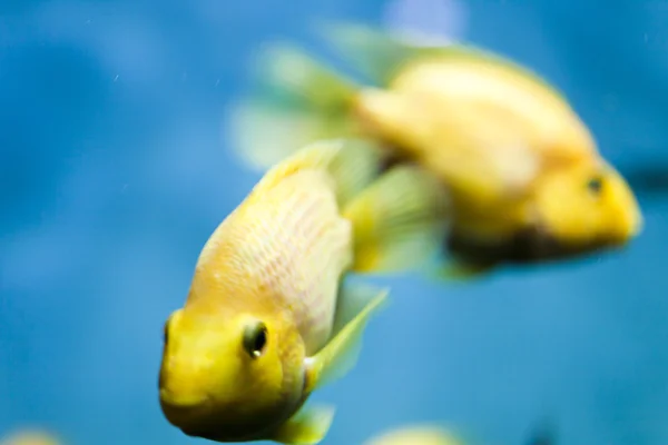 Fishes in an aquarium Stock Photo