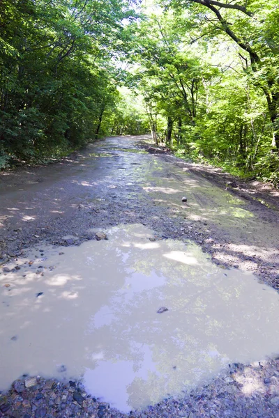 Straße im Wald — Stockfoto