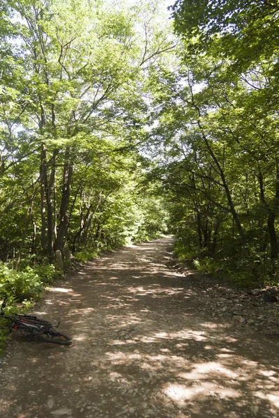 Väg i skogen — Stockfoto