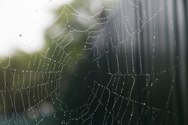 Yağmur altında örümcek ağı
