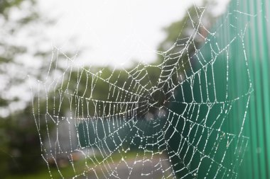 Yağmur altında örümcek ağı