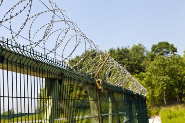 Champ de maïs à la récolte