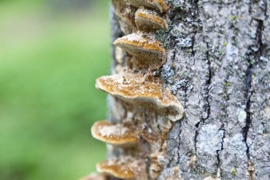 Ağaçtaki mantarlar