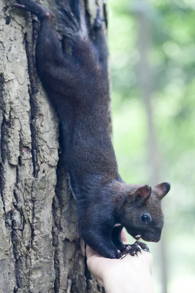 Pequeno esquilo. — Fotografia de Stock
