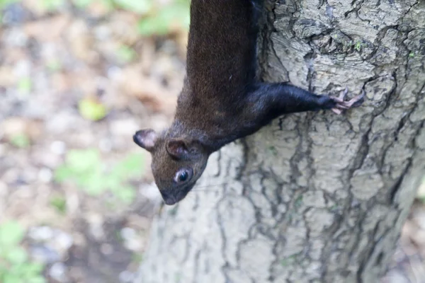 Pequeno esquilo. — Fotografia de Stock