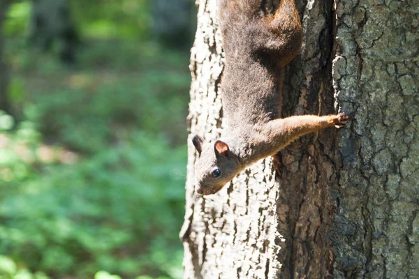 Little squirrel — Stock Photo, Image