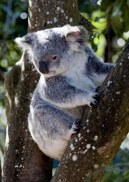 Koala sitter i trädet — Stockfoto