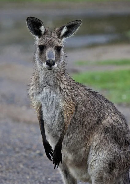Kangur rozmoczony złowionych w deszczu — Zdjęcie stockowe