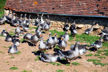 These geese are bred for production of foie gras clipart