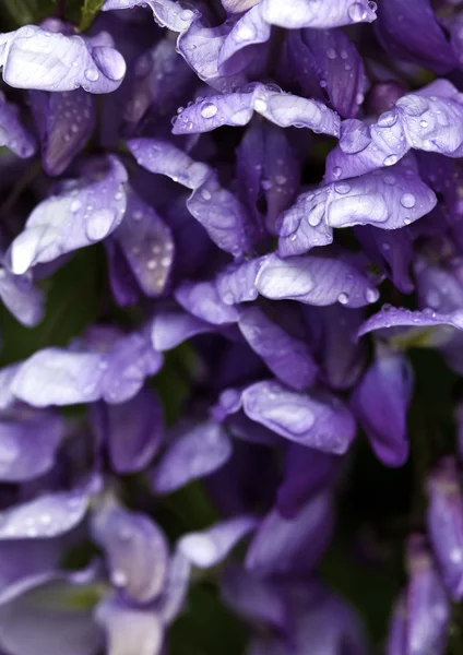 Закрыть растение Wisteria каплями дождя — стоковое фото