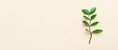  Bej arka planda yeşil yaprak. Çevresel ve ekolojik bakım kavramı. Yatay eko temalı poster, tebrik kartları, başlıklar, web sitesi ve uygulama