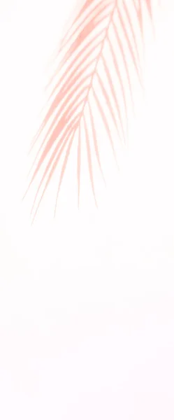 Streszczenie Cień Różowy Cień Liści Palmy Białym Tle Ściany Horyzontalny — Zdjęcie stockowe