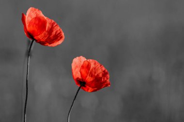 Red poppies on black and white background. Flowers poppies blossom on wild field. Remembrance day concept. Horizontal remembrance day theme poster, greeting cards, headers, website and ap clipart