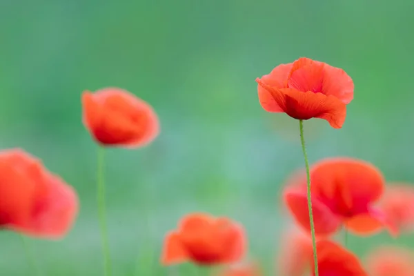꽃이나 꽃피는 추억의 기억의 포스터 인사말 사이트 — 스톡 사진