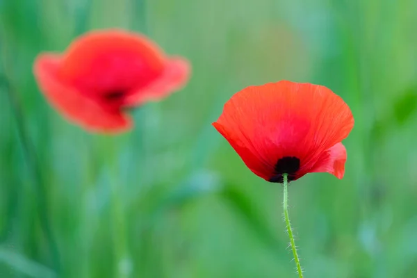 Poppy Virág Vagy Papaver Rhoeas Mák Fény Virágos Mák Virágzik — Stock Fotó