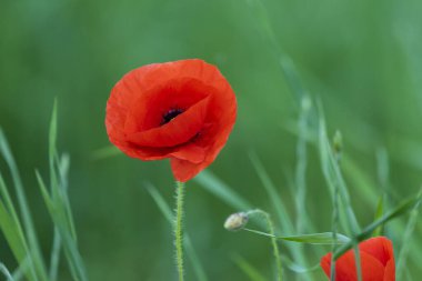 Haşhaş çiçeği mi, papaver rhoeas gelinciği mi? Yabani tarlada çiçek açan gelincikler. Anma Günü konsepti. Yatay Anma Günü temalı poster, tebrik kartları, başlıklar, web sitesi ve AP