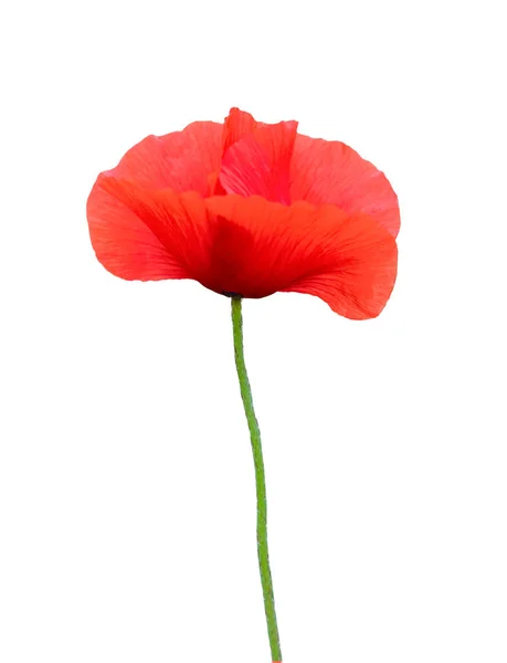 Red Poppy Flower Isolated White Background Vertical Creative Theme Poster — Stock Photo, Image
