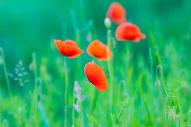 Yabani tarlada çiçek açan gelincikler. Anma Günü konsepti. Yatay Anma Günü temalı poster, tebrik kartları, başlıklar, web sitesi ve AP