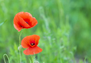 Yabani tarlada çiçek açan gelincikler. Anma Günü konsepti. Yatay Anma Günü temalı poster, tebrik kartları, başlıklar, web sitesi ve AP