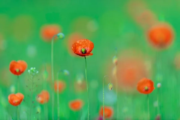 Yabani Tarlada Çiçek Açan Gelincikler Anma Günü Konsepti Yatay Anma — Stok fotoğraf