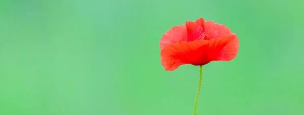 Flowers Poppies Blossom Wild Field Remembrance Day Concept Horizontal Remembrance — Stock Photo, Image