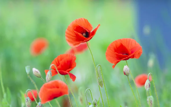 Flowers Poppies Blossom Wild Field Remembrance Day Concept Horizontal Remembrance — Stock Fotó