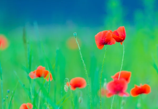 Flowers Poppies Blossom Wild Field Remembrance Day Concept Horizontal Remembrance — Stock Fotó