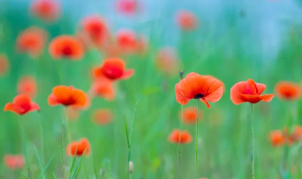 Flowers Poppies Blossom Wild Field Remembrance Day Concept Horizontal Remembrance — Stock Fotó