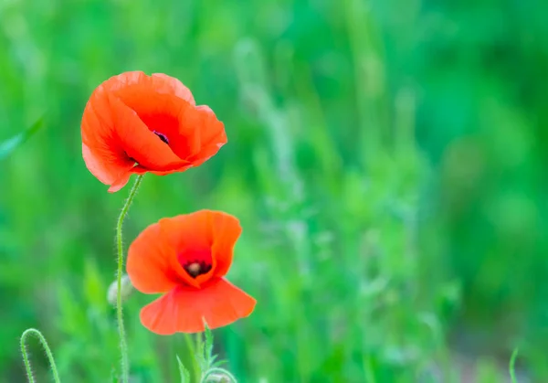 Flowers Poppies Blossom Wild Field Remembrance Day Concept Horizontal Remembrance — Foto de Stock