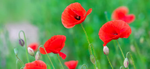 Flowers Poppies Blossom Wild Field Remembrance Day Concept Horizontal Remembrance —  Fotos de Stock