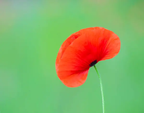 Flowers Poppies Blossom Wild Field Remembrance Day Concept Horizontal Remembrance — Stock fotografie