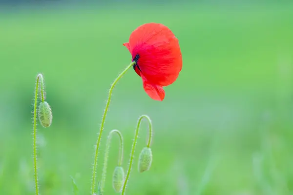 Virágos Mák Virágzik Vadonban Emlékezés Napja Koncepció Horizontális Emlékezés Nap — Stock Fotó