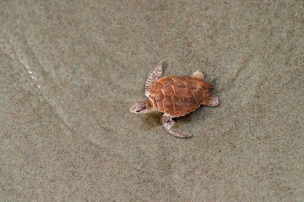 Bébé Tortue Marine Sur Sable Affiche Horizontale Pour Animaux Cartes — Photo