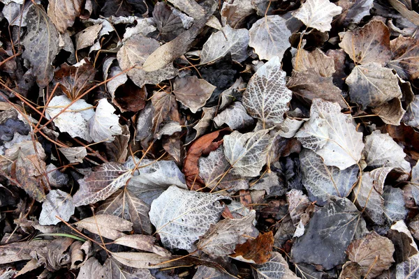 Folhas de inverno Fotos De Bancos De Imagens