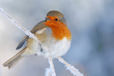 Kışın Noel robin