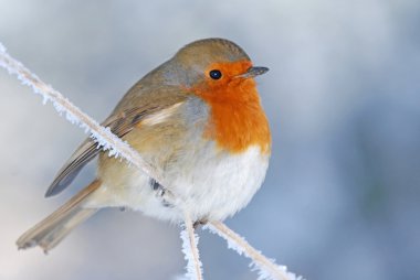 Christmas Robin In Winter clipart