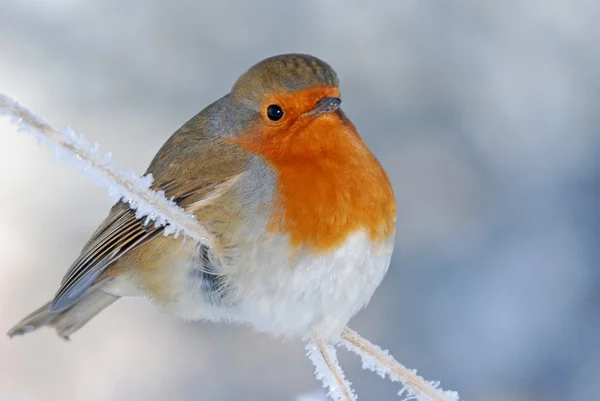Navidad Robin en invierno —  Fotos de Stock