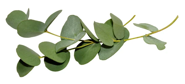 Liście eukaliptusa — Zdjęcie stockowe