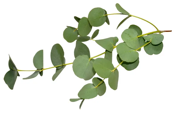 Eucalyptus Leaves — Stock Photo, Image