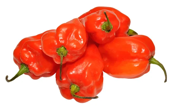 Červený scotch kapoty papriky — Stock fotografie