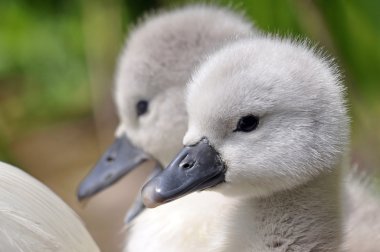 Young Mute Swan Chicks clipart