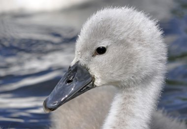 Genç mute swan hatunlar