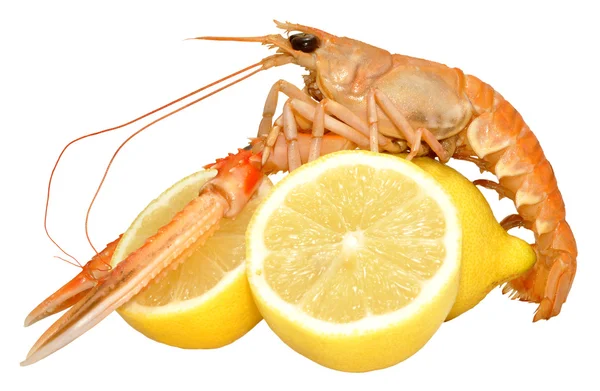 Langoustine-Schalentiere — Stockfoto