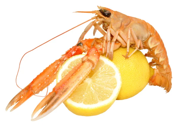 Langoustine Crostacei — Foto Stock