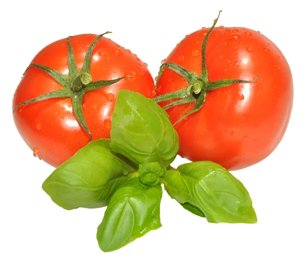 Tomates frescos y hierba de albahaca — Foto de Stock