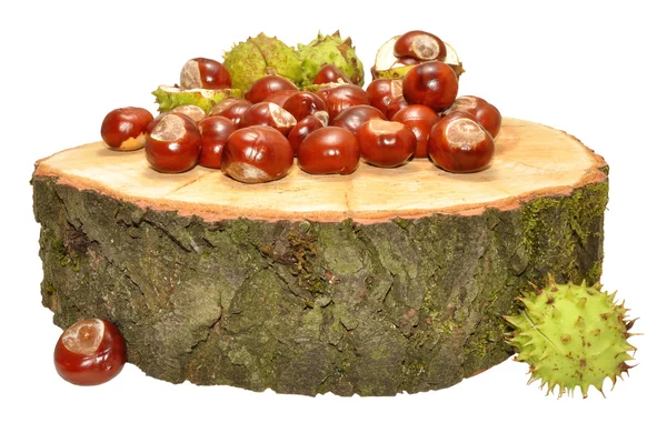 Horse Chestnut Conkers — Stock Photo, Image